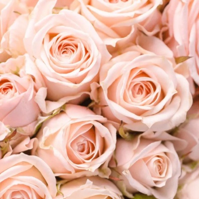 Rose in Fiore - Ruža v Rozkvete, Luxusný kvetinový difuzér, 100ml Rose in Fiore - Ruža v Rozkvete, Luxusný kvetinový difuzér, 100ml