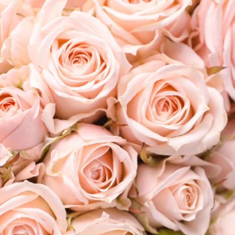 Rose in Fiore - Ruža v Rozkvete, Luxusný kvetinový difuzér, 100ml Rose in Fiore - Ruža v Rozkvete, Luxusný kvetinový difuzér, 100ml